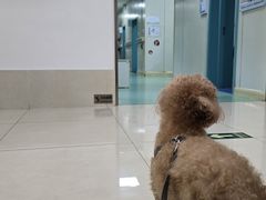 -北京观赏动物医院·24小时大型综合·猫专科·异宠专科