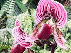 -深圳市中科院仙湖植物园