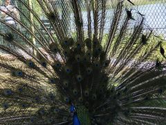 -泗洪洪泽湖湿地景区