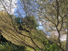 -深圳仙湖植物园
