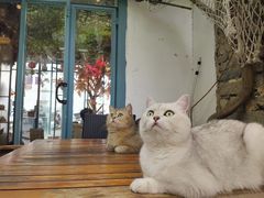 -喵屿·大理花园猫咖