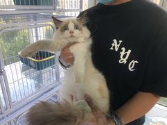 -喵百万·布偶·蓝金金渐层英短·猫舍(百子湾店)