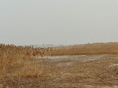 -上海吴淞炮台湾国家湿地公园