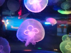 -太平洋海底世界