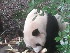 -都江堰中华大熊猫苑