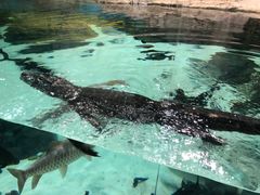 -上海海洋水族馆