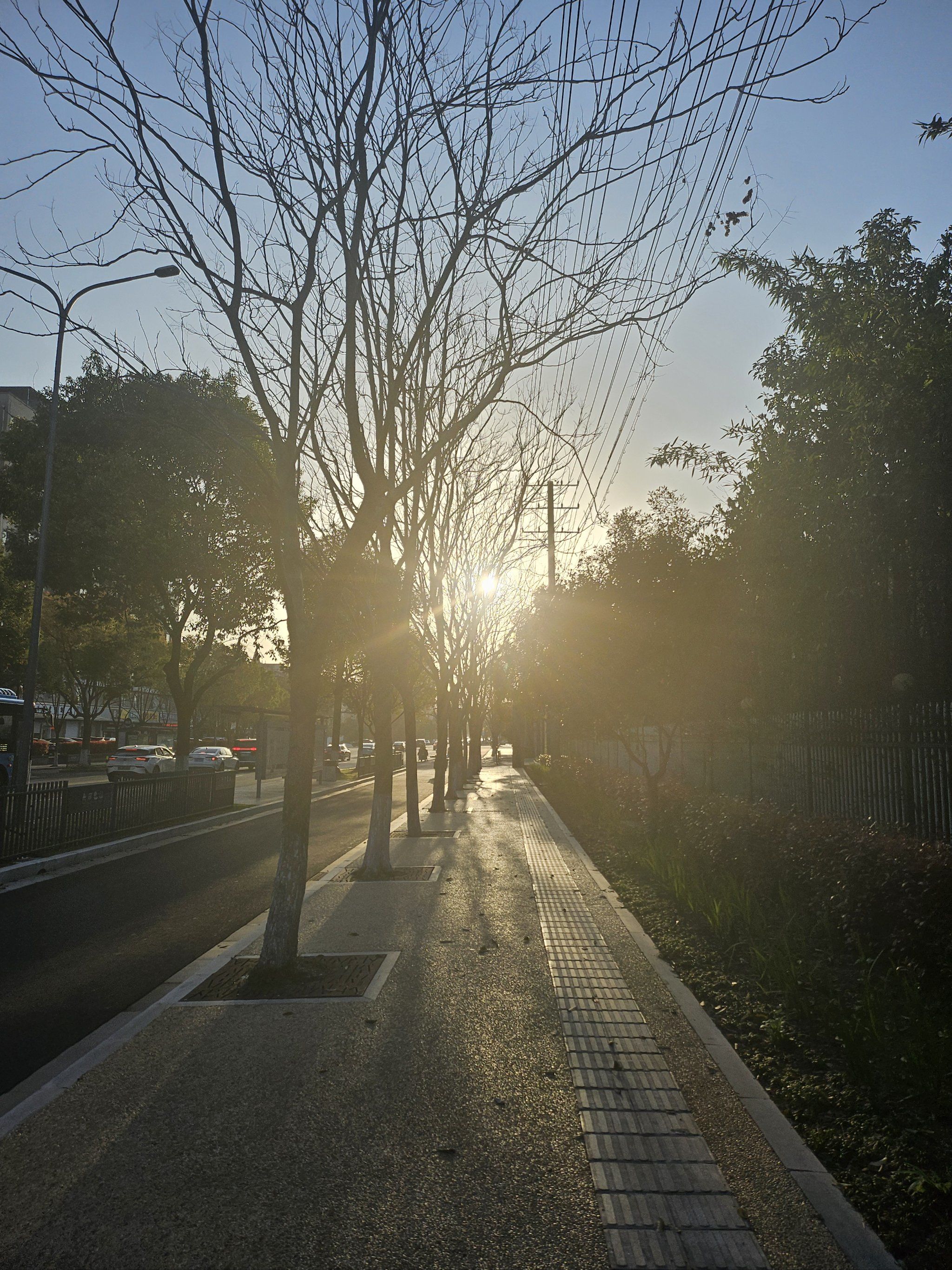 夕阳的樱花真美丽