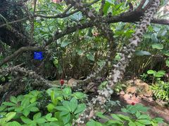 -中国科学院西双版纳热带植物园