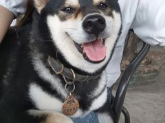 -柴犬高等学院·狗咖·柴犬售卖·宠物训练