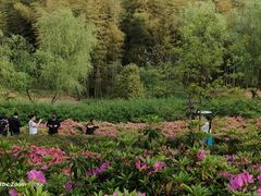 -宜兴龙背山森林公园