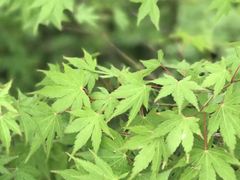 -悉尼蓝山三姐妹峰