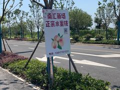 -南汇新场正宗水蜜桃采摘