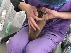 -康旭宠物医院(郑州总院)