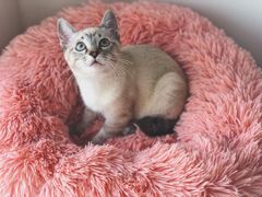 -宠爱国际动物医院·消化内科·心肾内科·ISFM猫友好(望京店)