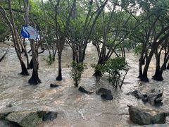 -宝安西湾红树林湿地公园