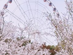 -顾村公园