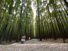 -山王坪喀斯特国家生态公园
