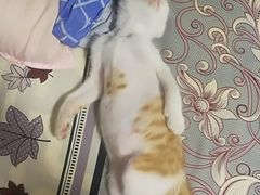 -西安京西宠物医院·瘫痪·疑难杂症
