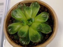 -捞王猪肚鸡火锅(昆山店)