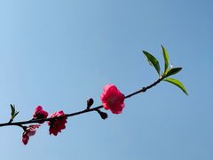 -丹樱生态园