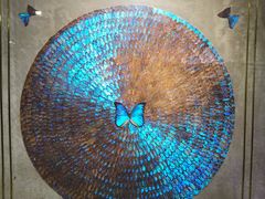 -上海昆虫博物馆