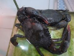 566战斗蟹,怪不得不肥-Lia Cafe