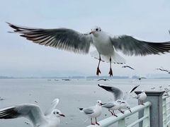 -海埂大坝