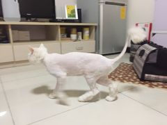 -宠颐生中康贝怡动物医院