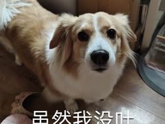 -瑞鹏宠物医院犬猫全科(真大分院)