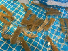 -蓝珊甄选海鲜自助·火锅大排档(近阿那亚店)