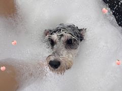 -佳雯宠物医院(金华南路分院)