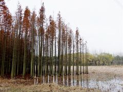 -昆山城市生态森林公园