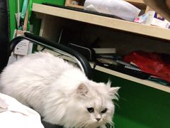 -皖宠联盟宠爱优家宠物医院(中兴西湖店)