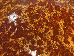 -徐妹串串香(春熙路店)