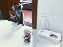 -瑞鹏宠物医院犬猫全科(真大分院)