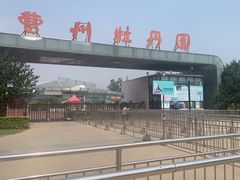 -曹州牡丹园
