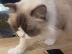 -平行世界·猫咖(首经贸店)