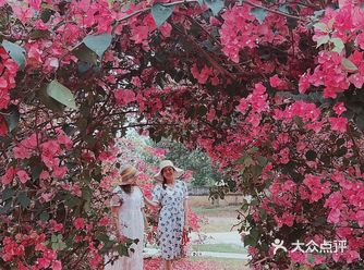 南宁拍照｜满目红花撞满怀