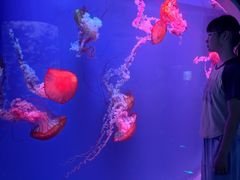 -芜湖新华联大白鲸海洋公园