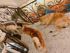 -喜柴咖啡·柴犬狗咖