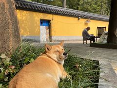 -灵谷景区