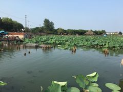 -渔娘蟹庄(阳澄湖莲花岛店)