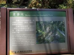 -阿里山神木遗迹
