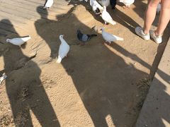 -亚龙湾国际玫瑰谷