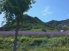 android_upload_pic-密云玫瑰情园