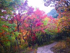 -北京鹫峰国家森林公园