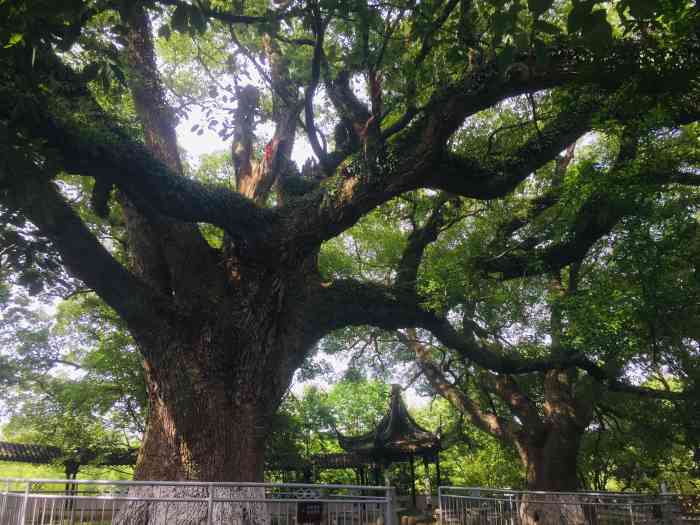 苏州古樟植物园-"一直没进来过,这次因为民宿含了门票,就顺.