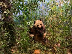 -陕西自然博物馆