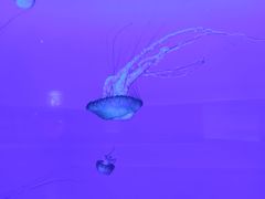 -多彩贵州城极地海洋世界