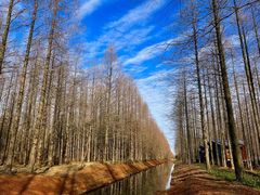 -黄海国家森林公园